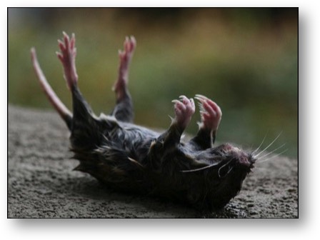 Trump is VERMIN!