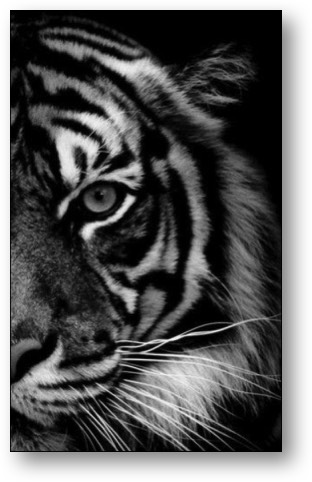 A tiger can't change the color of its stripes!