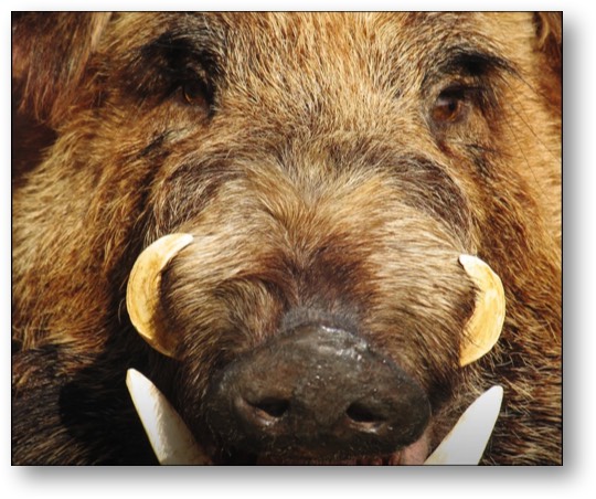 Trump: crossing a feral pig with an incessant liar!