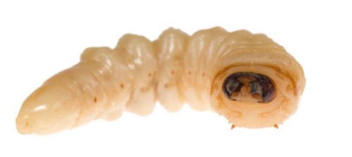 Trump is a worthless MAGGOT!