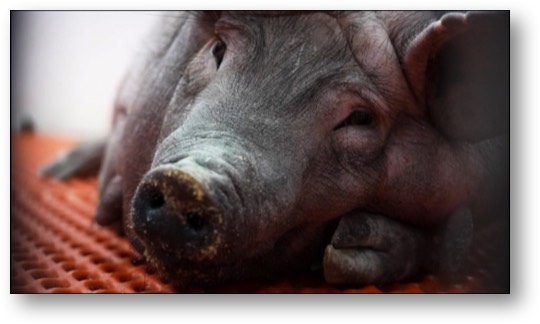 Trump, the PIG!